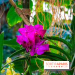 Mille et une Orchidées 2019 au Jardin des Plantes, les photos