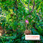 Mille et une Orchidées 2019 au Jardin des Plantes, les photos