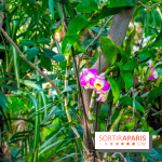 Mille et une Orchidées 2019 au Jardin des Plantes, les photos