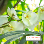 Mille et une Orchidées 2019 au Jardin des Plantes, les photos