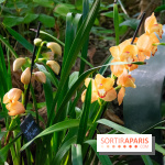 Mille et une Orchidées 2019 au Jardin des Plantes, les photos