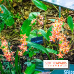 Mille et une Orchidées 2019 au Jardin des Plantes, les photos
