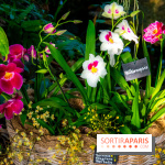 Mille et une Orchidées 2019 au Jardin des Plantes, les photos