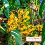 Mille et une Orchidées 2019 au Jardin des Plantes, les photos