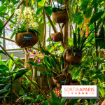 Mille et une Orchidées 2019 au Jardin des Plantes, les photos