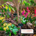 Mille et une Orchidées 2019 au Jardin des Plantes, les photos
