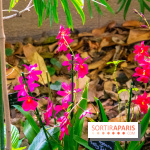 Mille et une Orchidées 2019 au Jardin des Plantes, les photos