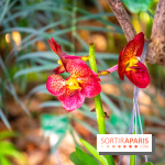 Mille et une Orchidées 2019 au Jardin des Plantes, les photos