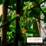 Mille et une Orchidées 2019 au Jardin des Plantes, les photos