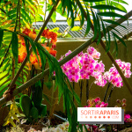 Mille et une Orchidées 2019 au Jardin des Plantes, les photos