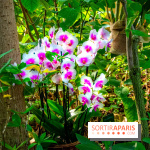 Mille et une Orchidées 2019 au Jardin des Plantes, les photos