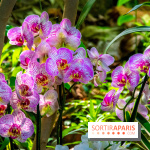 Mille et une Orchidées 2019 au Jardin des Plantes, les photos