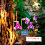 Mille et une Orchidées 2019 au Jardin des Plantes, les photos