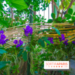 Mille et une Orchidées 2019 au Jardin des Plantes, les photos