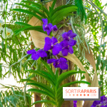 Mille et une Orchidées 2019 au Jardin des Plantes, les photos