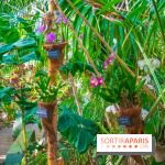 Mille et une Orchidées 2019 au Jardin des Plantes, les photos