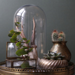 The Blond Cactus, quand le cactus passe en mode vintage