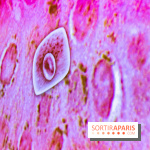 Dans ma peau au Musée de l'Homme : nos photos