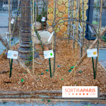 Journée Internationale des Forêts 2019