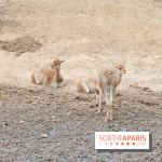 Parc Zoologique de Paris 2019