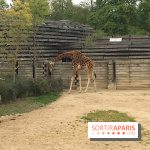 Parc Zoologique de Paris 2019