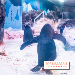 Les petits déjeuners avec les manchots de l'aquarium Sea Life