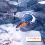 Les petits déjeuners avec les manchots de l'aquarium Sea Life