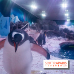 Les petits déjeuners avec les manchots de l'aquarium Sea Life