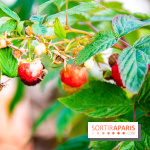 Le Château de Chambord fête ses 500 ans : le programme des festivités