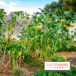 Le Château de Chambord fête ses 500 ans : le programme des festivités