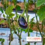 Le Château de Chambord fête ses 500 ans : le programme des festivités