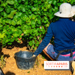 Le Château de Vault-de-Lugny - excursions dans la région