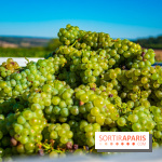 Le Château de Vault-de-Lugny - excursions dans la région