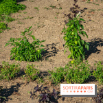 Le Château de Vault-de-Lugny, un écrin royal à deux heures de Paris