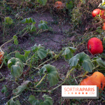 Le Château de Vault-de-Lugny, un écrin royal à deux heures de Paris