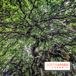 Le parcours des Arbres Admirables dans le domaine du château de Versailles