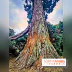 Le parcours des Arbres Admirables dans le domaine du château de Versailles