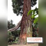 Le parcours des Arbres Admirables dans le domaine du château de Versailles