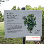 Le parcours des Arbres Admirables dans le domaine du château de Versailles