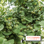 Le parcours des Arbres Admirables dans le domaine du château de Versailles