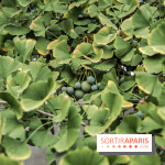 Le parcours des Arbres Admirables dans le domaine du château de Versailles