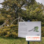 Le parcours des Arbres Admirables dans le domaine du château de Versailles