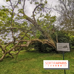 Le parcours des Arbres Admirables dans le domaine du château de Versailles
