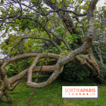 Le parcours des Arbres Admirables dans le domaine du château de Versailles