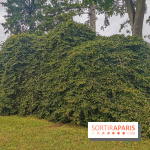 Le parcours des Arbres Admirables dans le domaine du château de Versailles