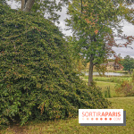 Le parcours des Arbres Admirables dans le domaine du château de Versailles