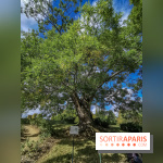 Le parcours des Arbres Admirables dans le domaine du château de Versailles