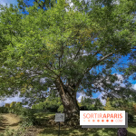 Le parcours des Arbres Admirables dans le domaine du château de Versailles