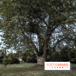 Le parcours des Arbres Admirables dans le domaine du château de Versailles