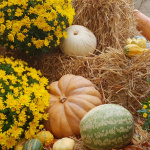 Le Jardin de l'Automne du Château de Cheverny